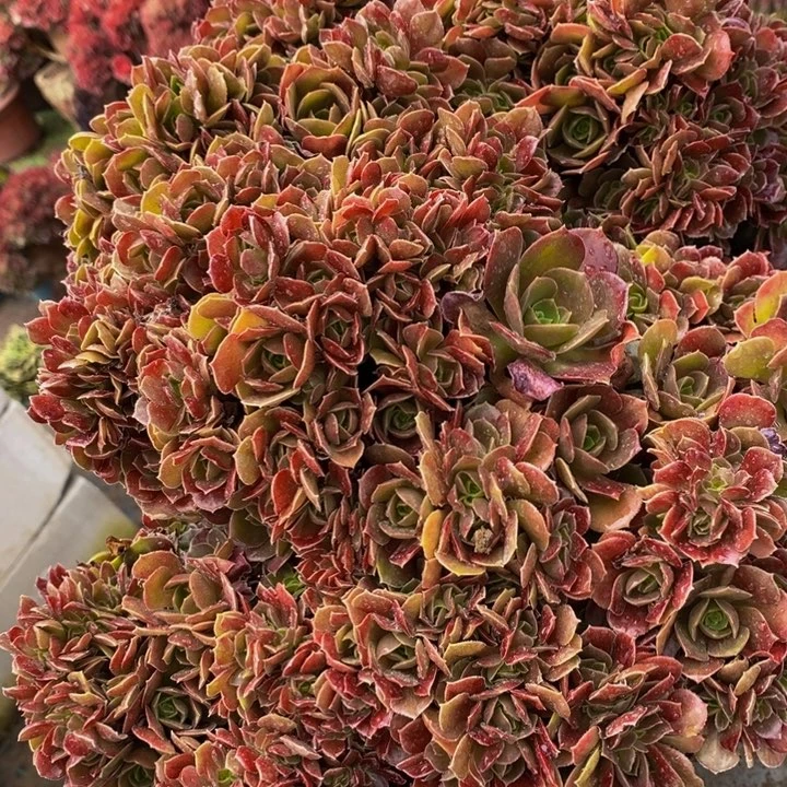 玫瑰朵朵一颗多肉植物