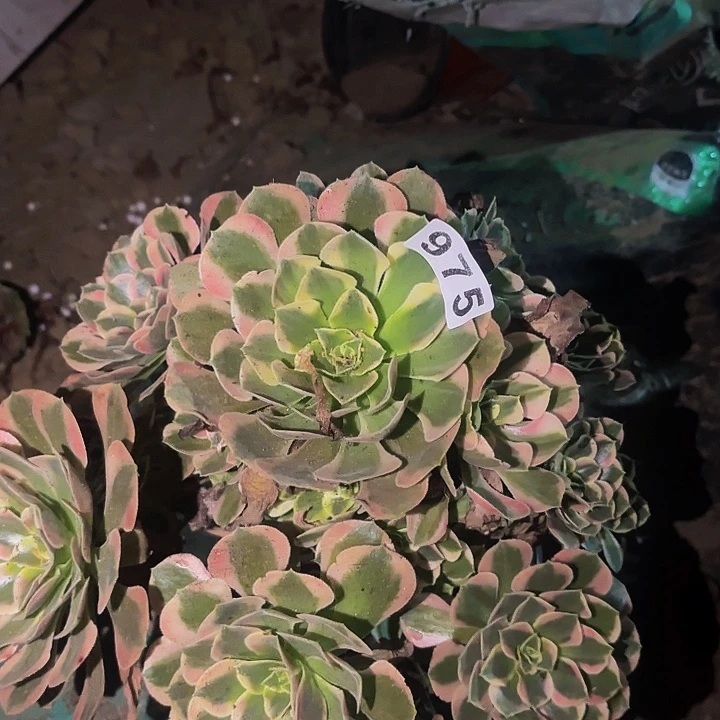 975女妖多肉植物不售后