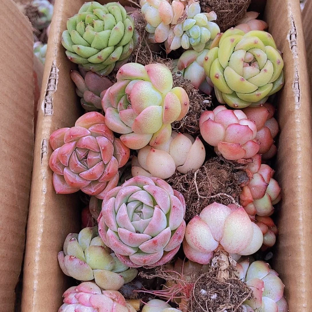 000000000000001量拍保底20颗