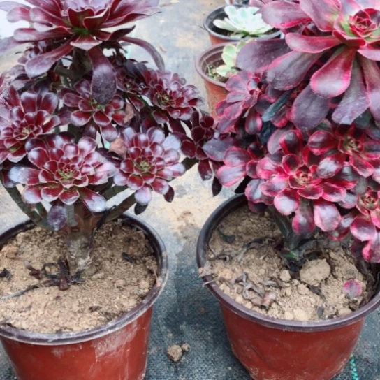 快***子无花朵两颗墨法香奈儿45号