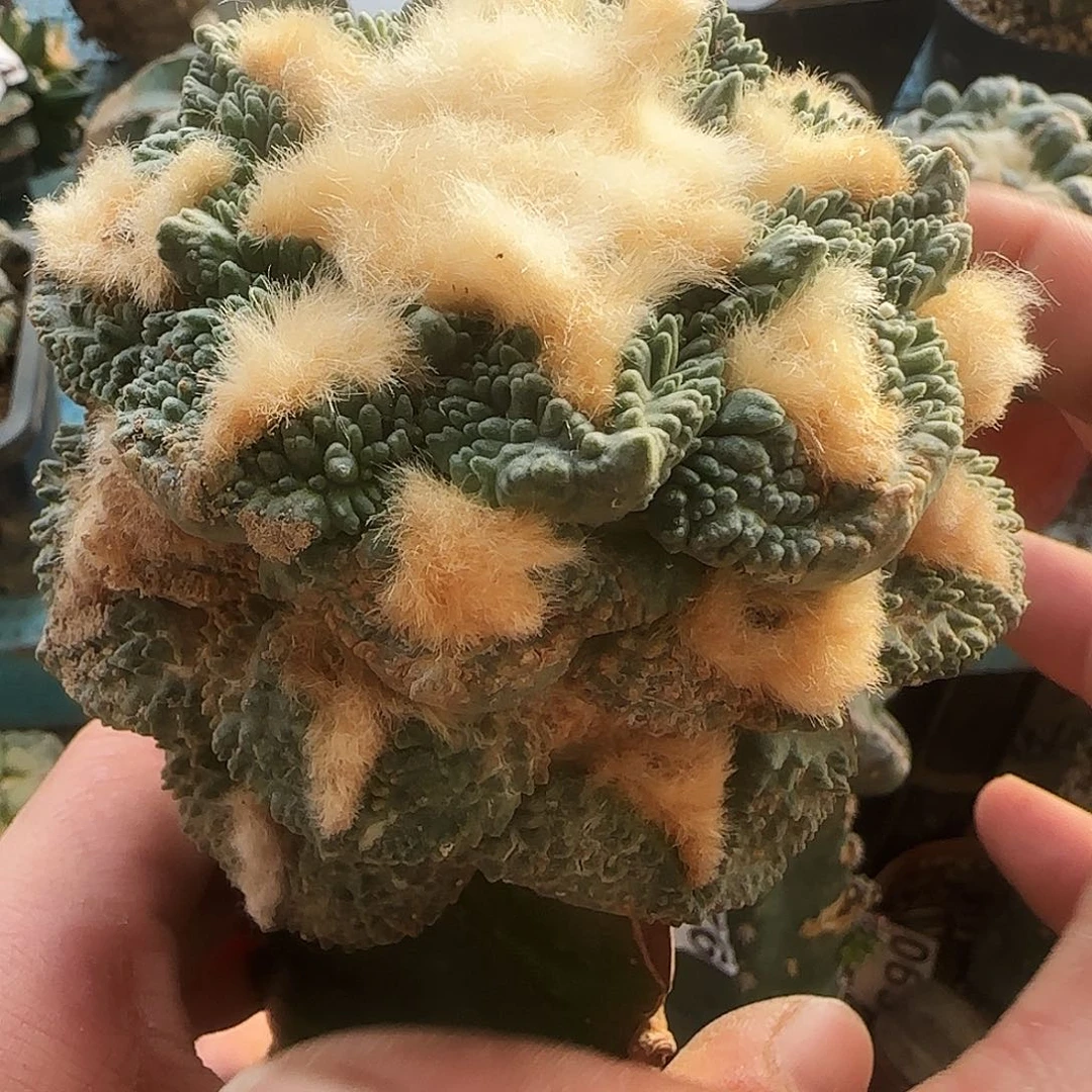 大牡丹716仙人球开花
