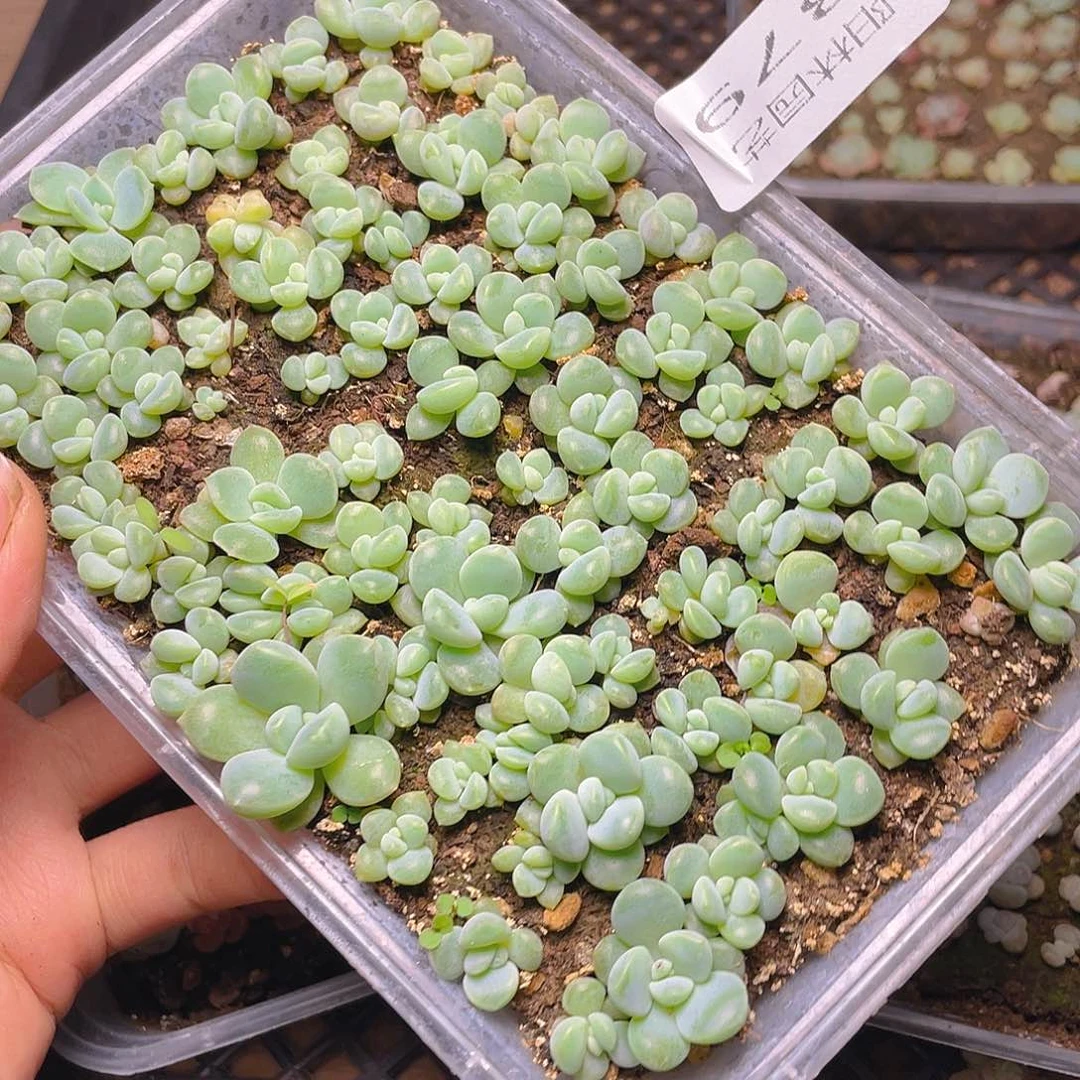 多肉植物多肉植物379