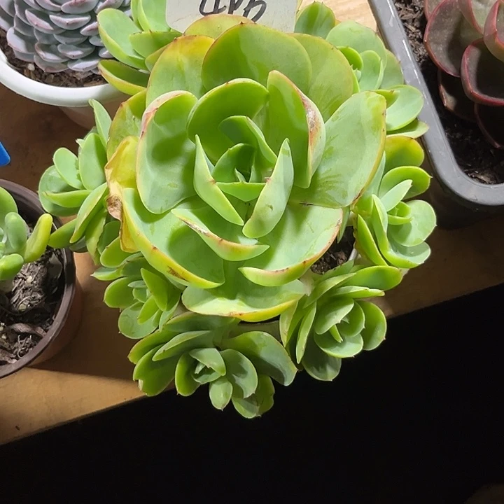 8***月000000000000000000496