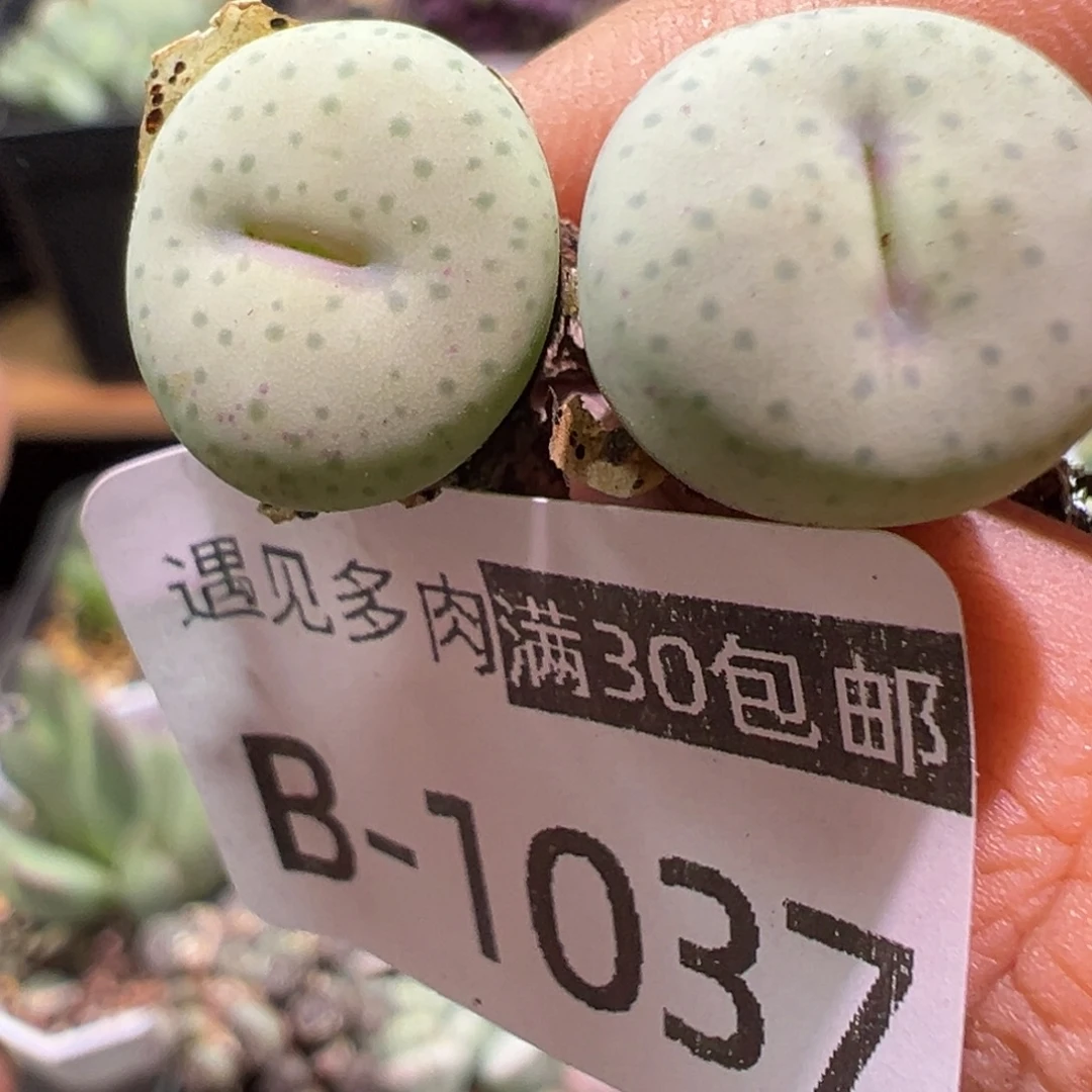 哇***哒多肉植物1111111111