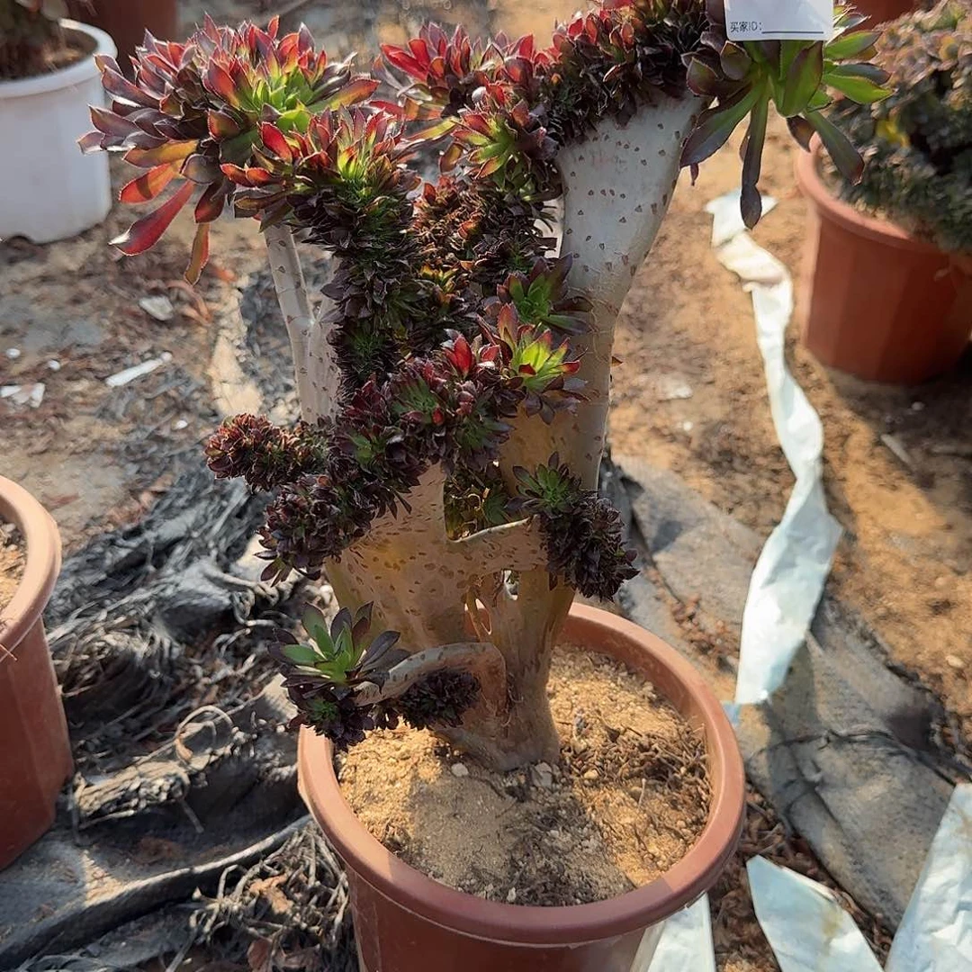 684黑法师有伤一颗呀