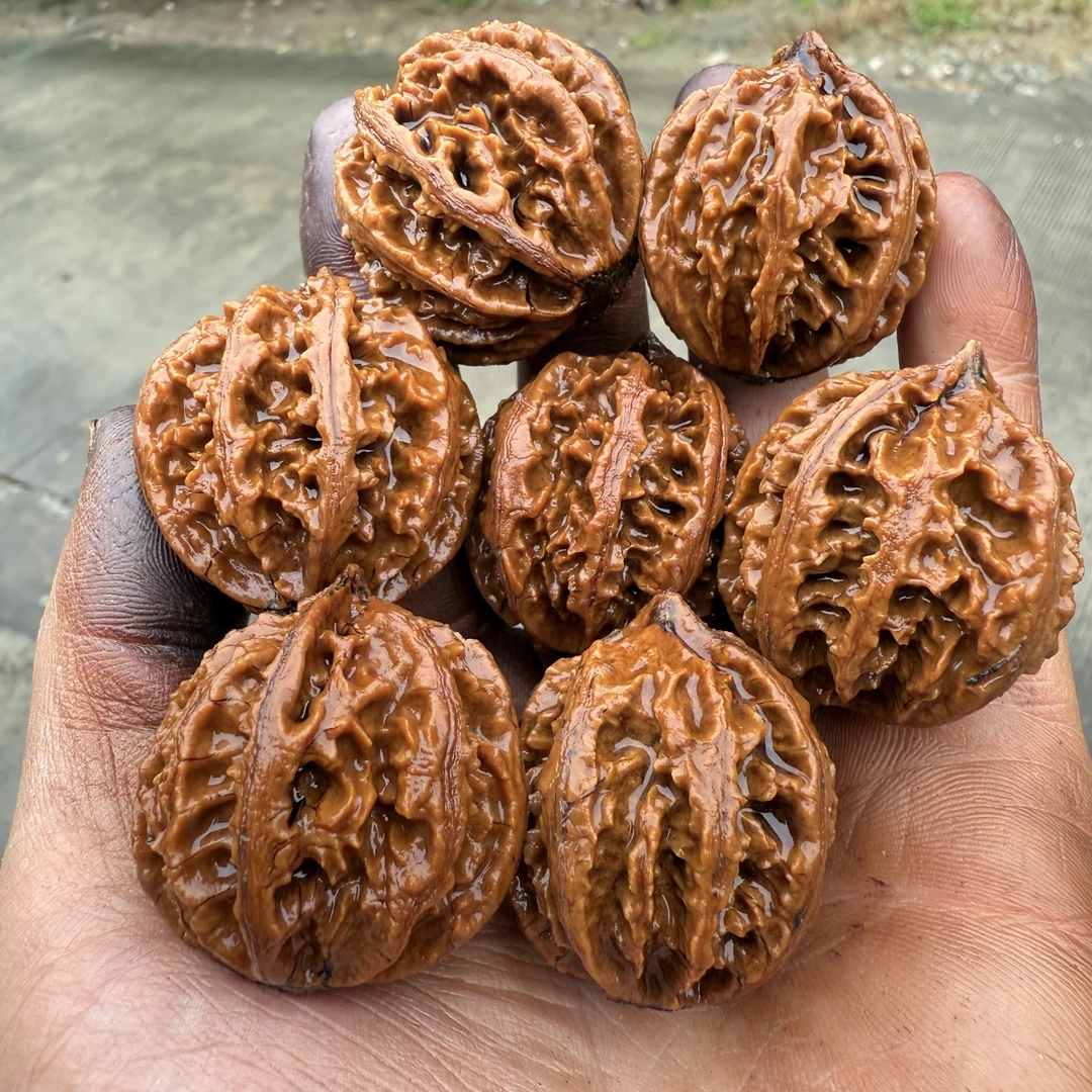 秦岭大山野生山核桃