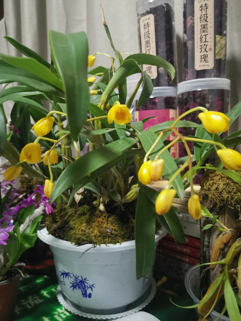 各类石斛正在开花啦