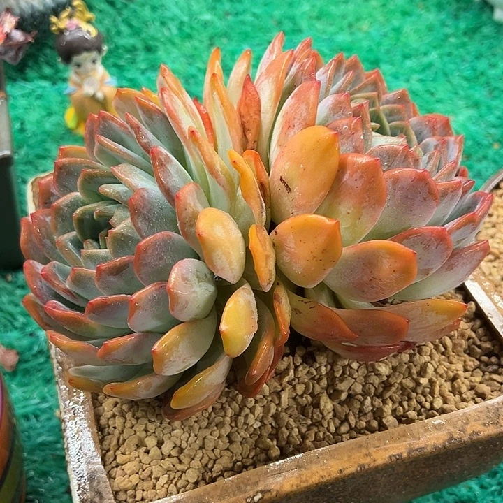 全明星，，，，，，，，，，，，，，，，，，