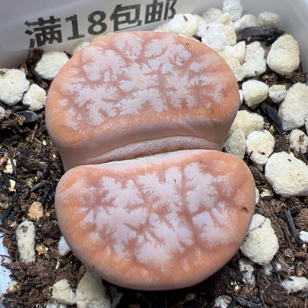 【闪购商品】 507。