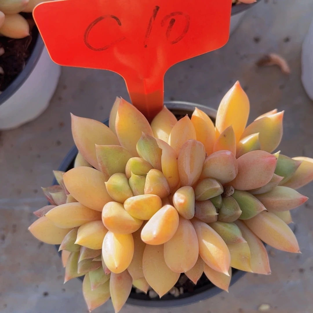 福利来了来了来了来