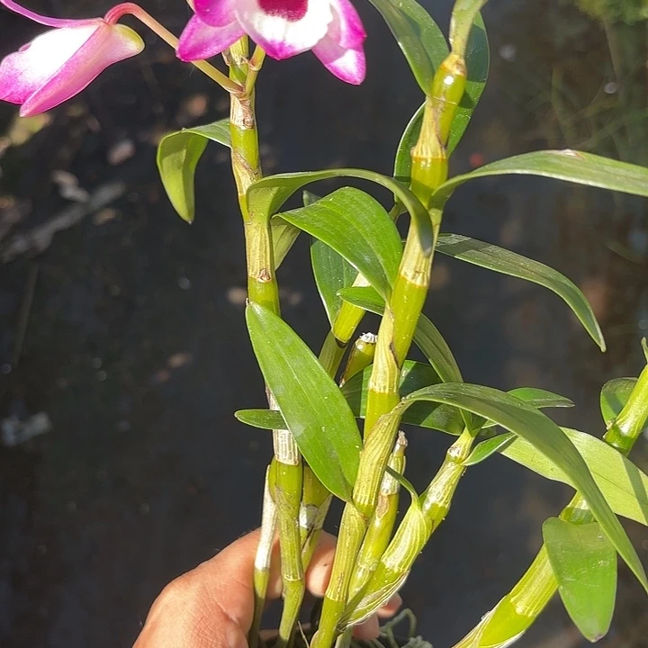 完全开放红富士山