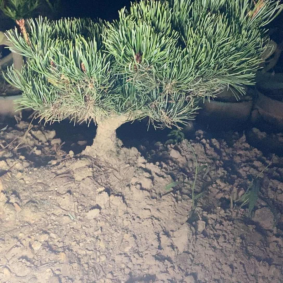 【闪购商品】无花朵阮****栽