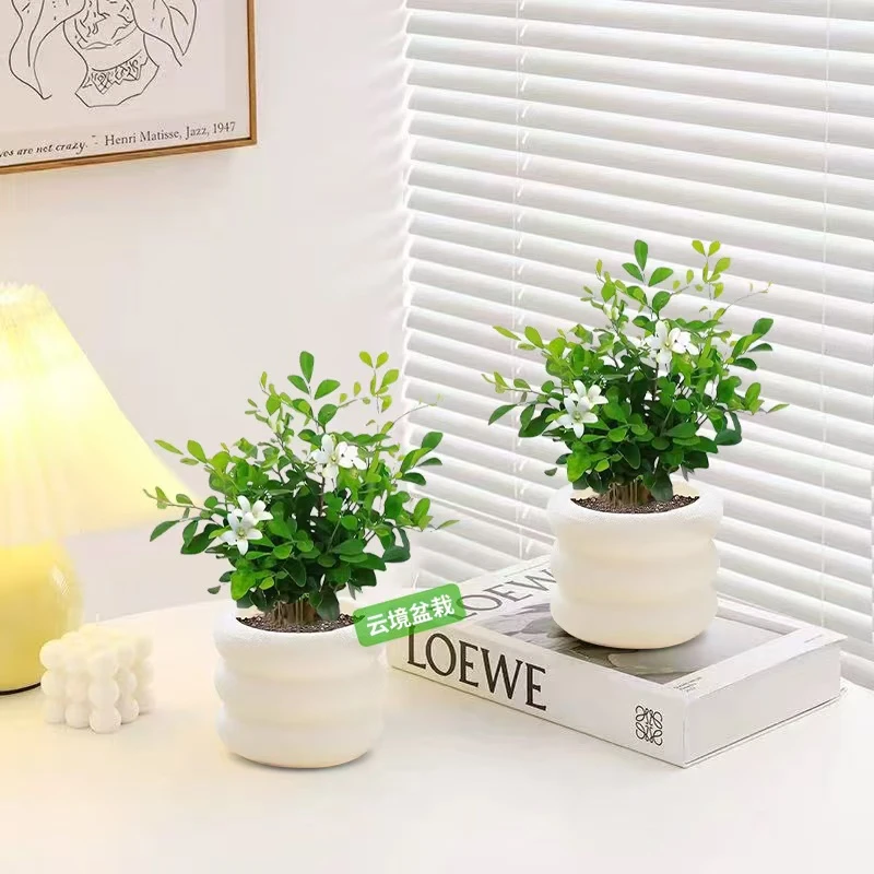 【拍一发二】九里香盆栽办公室绿植花卉室内桌面小盆栽摆件四季开花