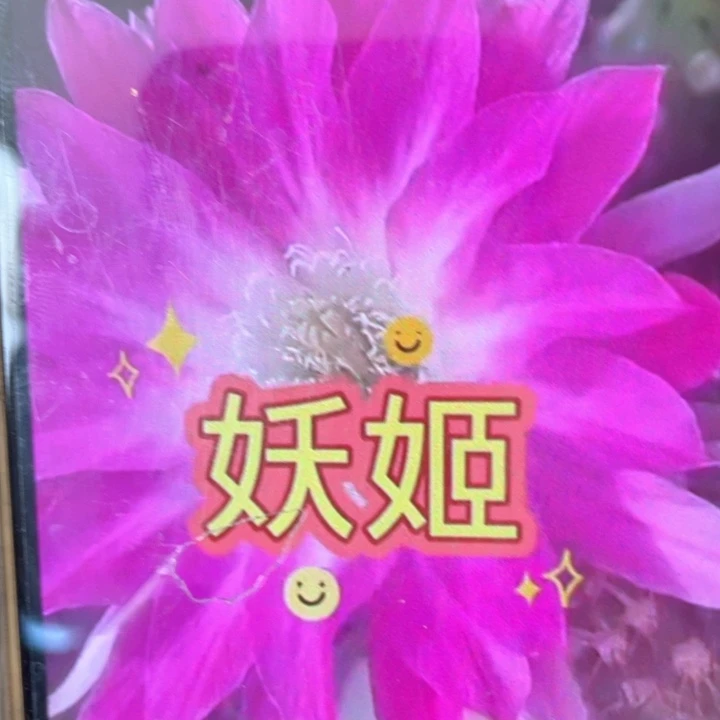 丽花妖姬5公分左右满18包邮