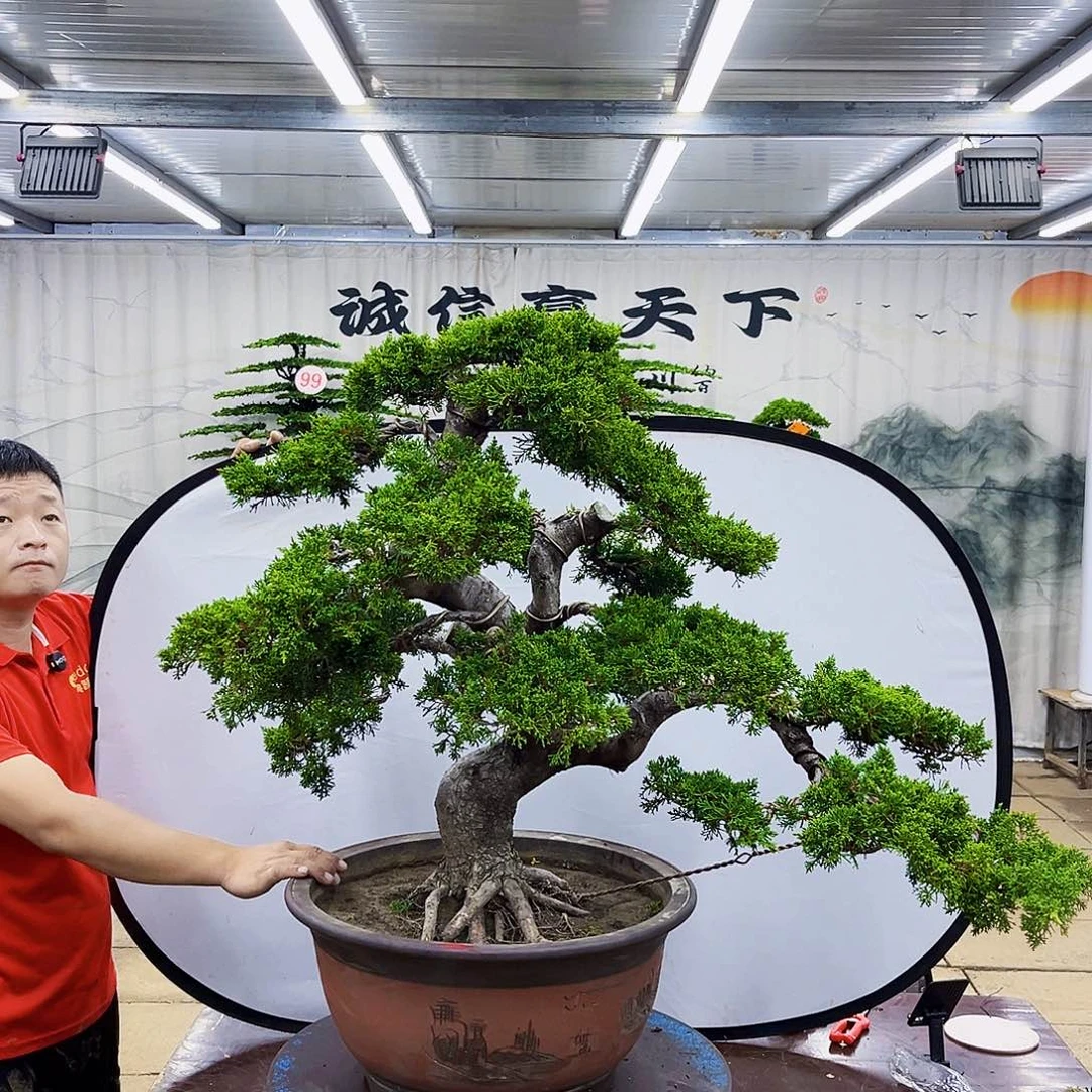 无花朵济州真柏盆景专场
