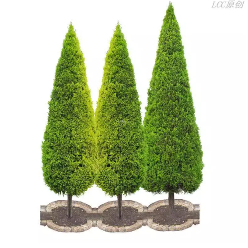 松柏树苗塔柏苗松树苗龙柏苗柏树苗绿化苗宝塔松侧柏苗四季常青树