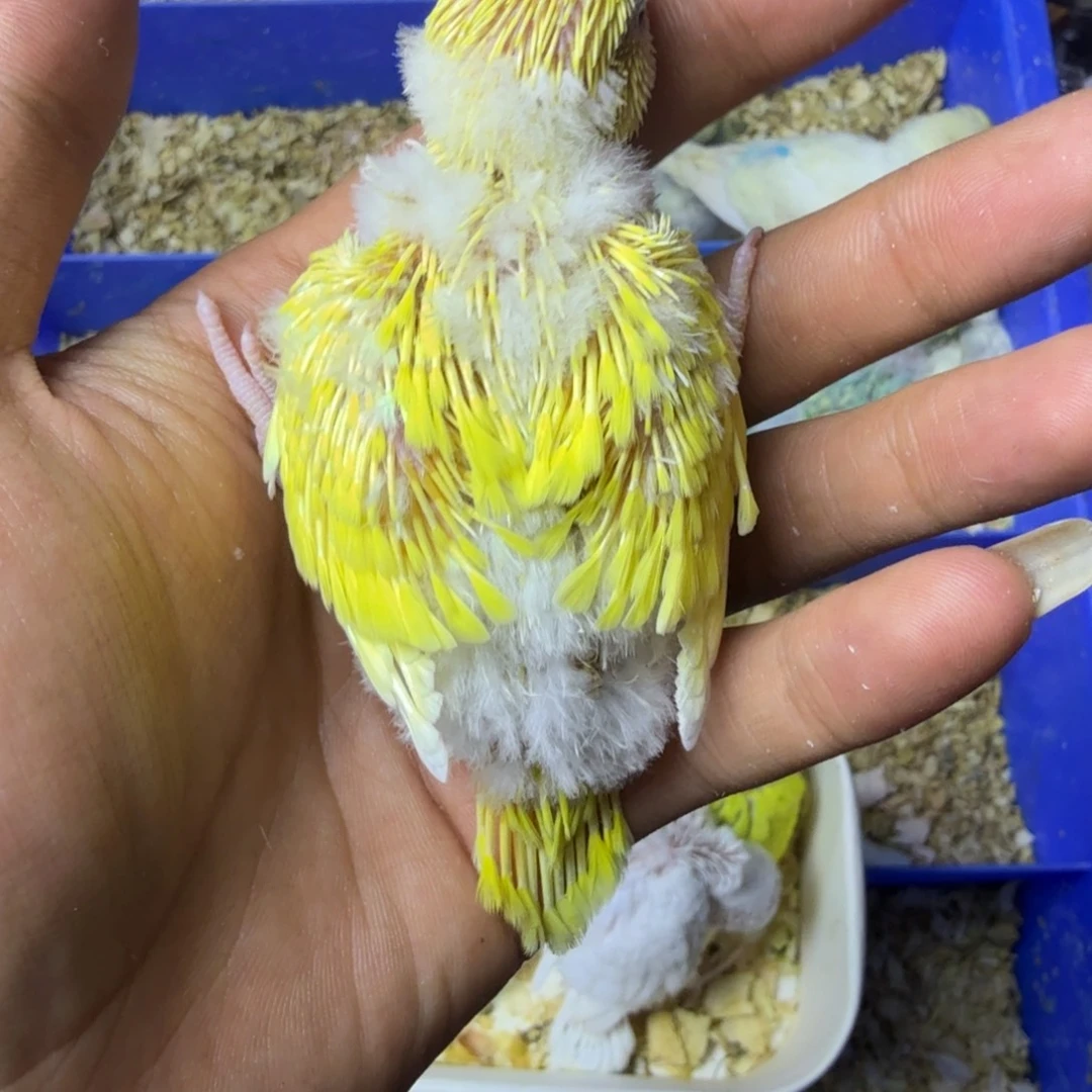 糖***电虎皮鹦鹉纯黄大头