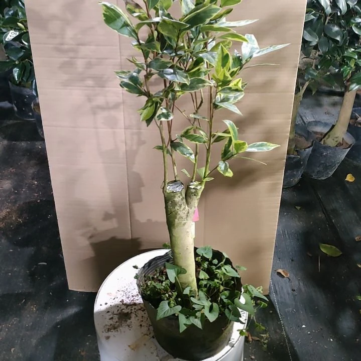622牛西奥，原盆原土发货，不包邮