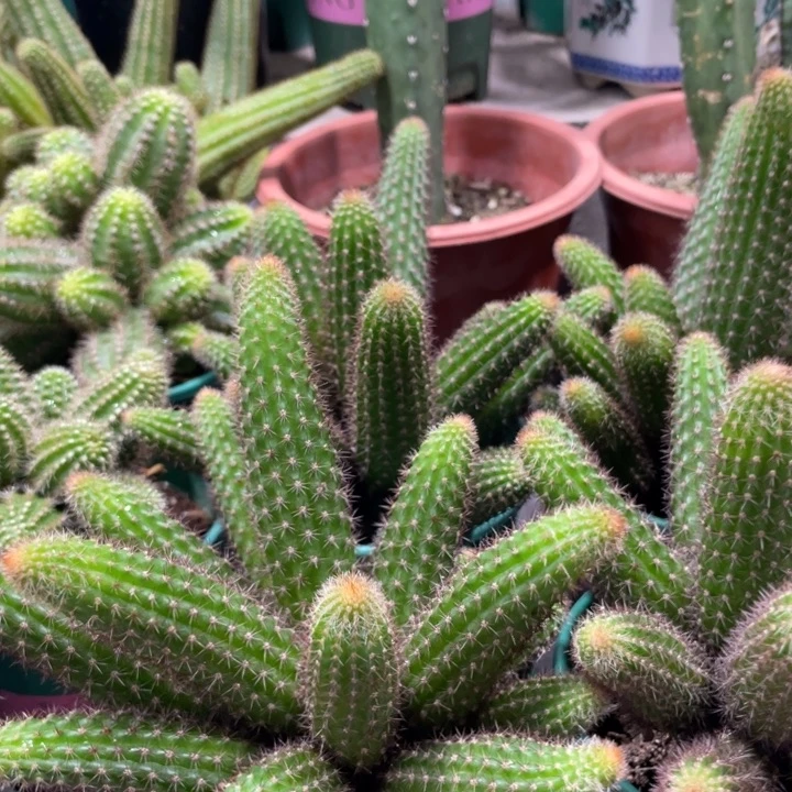 群生垂钓金妞一杯保十头