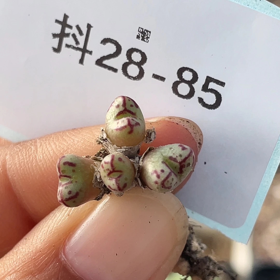 28-85小t多肉植物