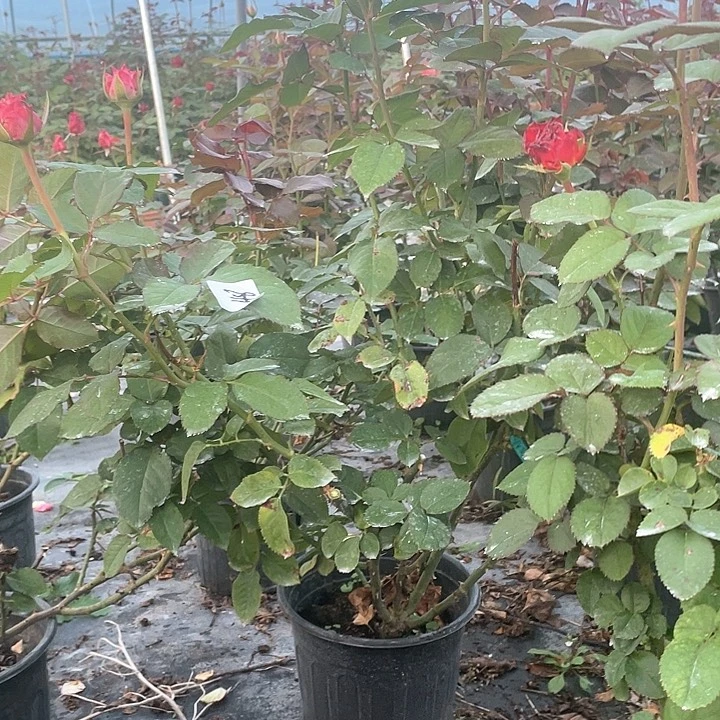 少量花朵（建议范围：2朵-5朵 或40%以下）48美式咖啡