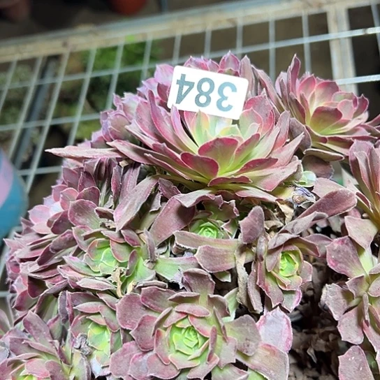 辣***子多肉植物一个红玫瑰384