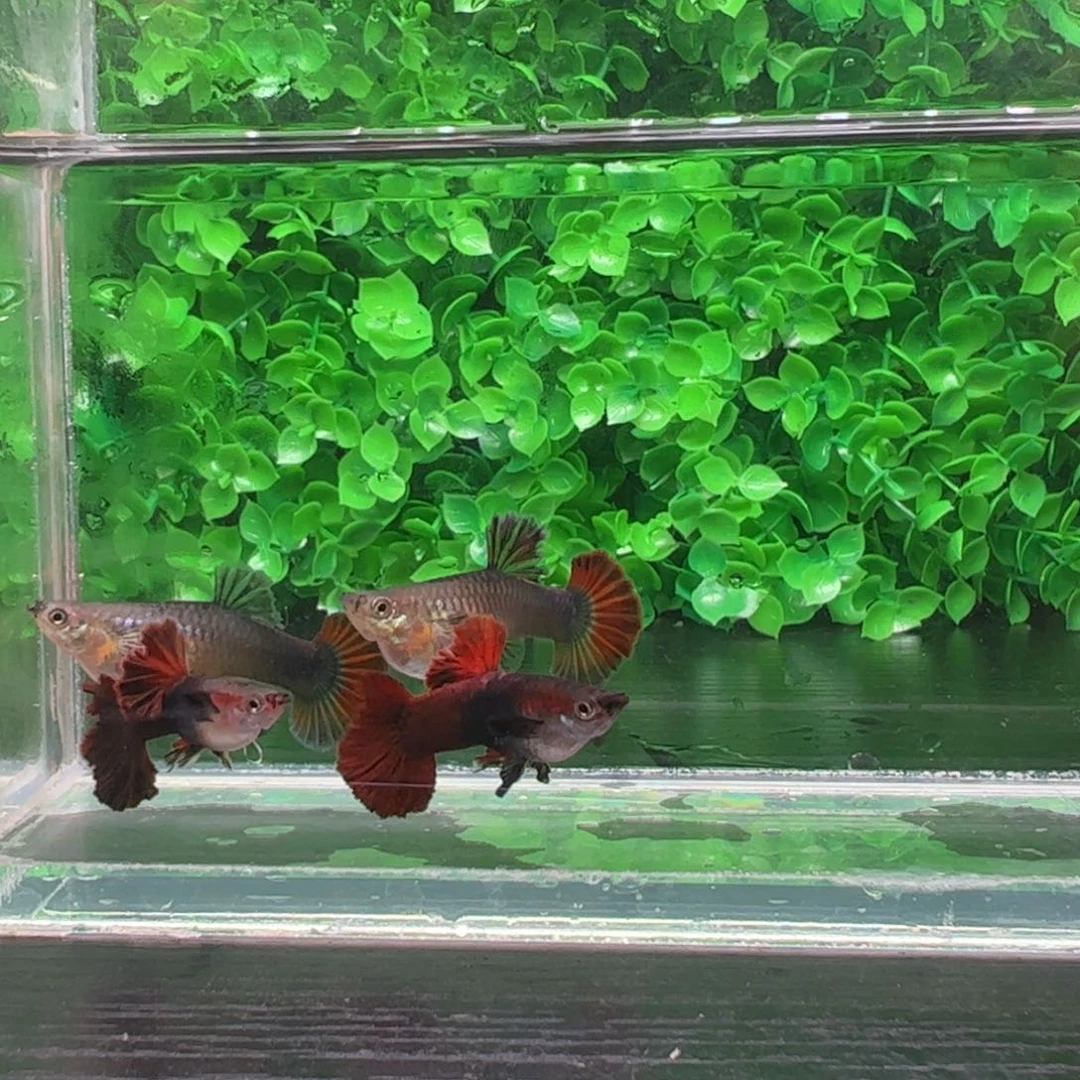 孔雀鱼溪*叶菊花帆折扇2对