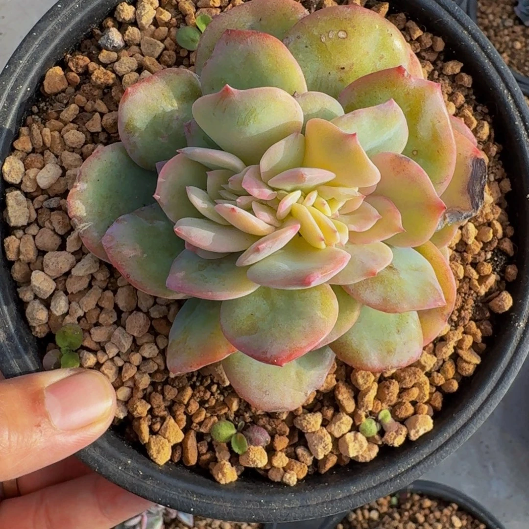 白凤缀化 一物一拍