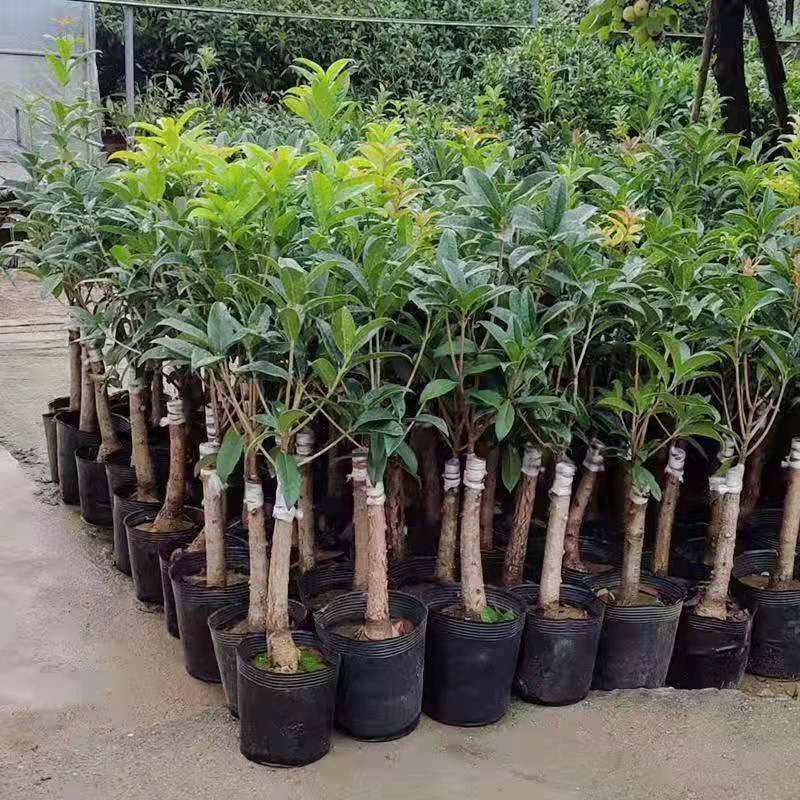 流苏嫁接桂花苗室内室外阳台庭院浓香花卉绿植盆栽金贵丹桂沉香桂