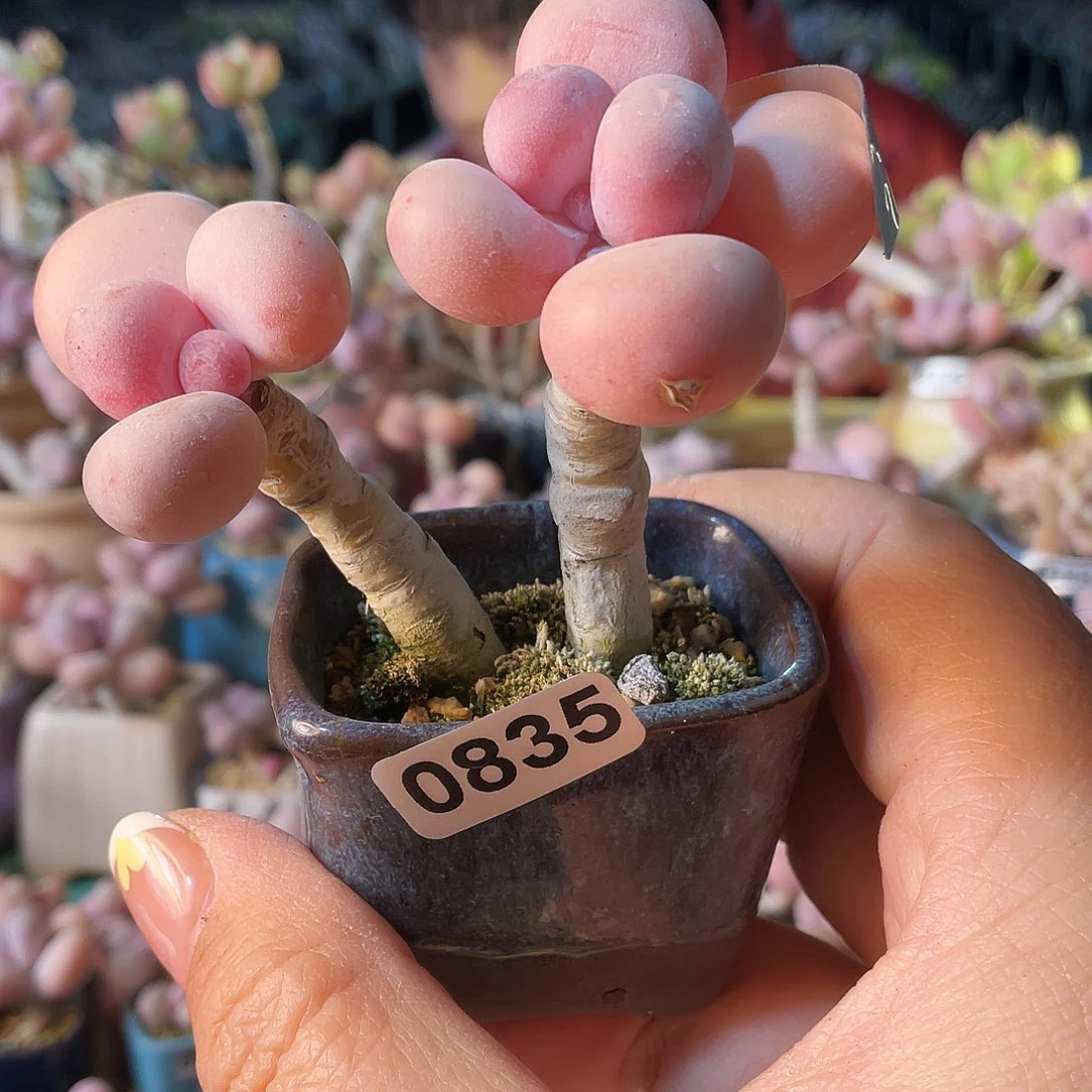 裸**蚁多肉植物的生长发育与生长发育的关系