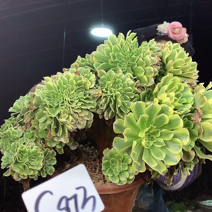 恩***斯柒柒精品多肉脱土发货不包断侧枝S973