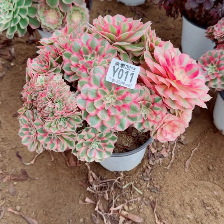 011倾城缀化官服28号左右2