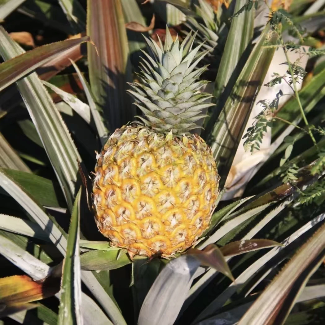 【姚姚专属】海南芒果凤梨 香甜多汁 新鲜无眼 皮薄肉厚 只发川渝