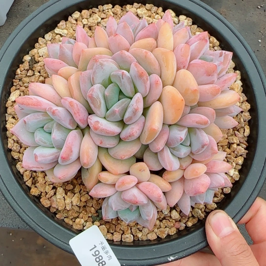 香橙，1988多肉植物