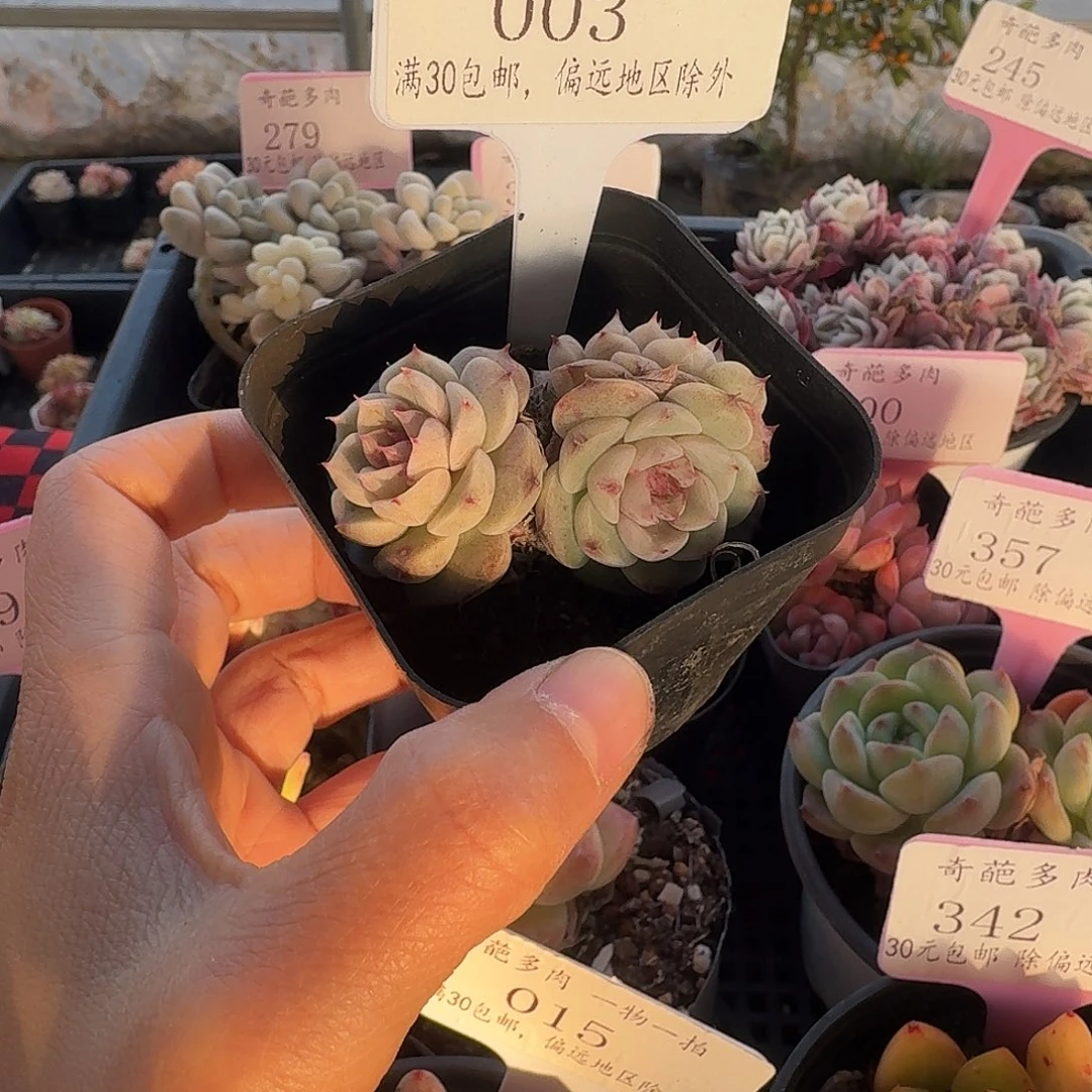 003 脱土 不包整 30元包邮非偏远