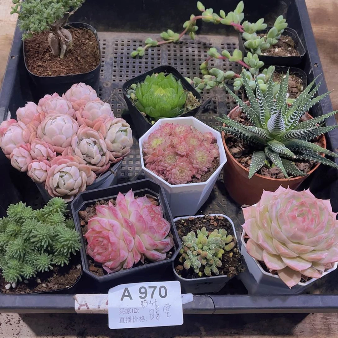 多肉970多肉植物