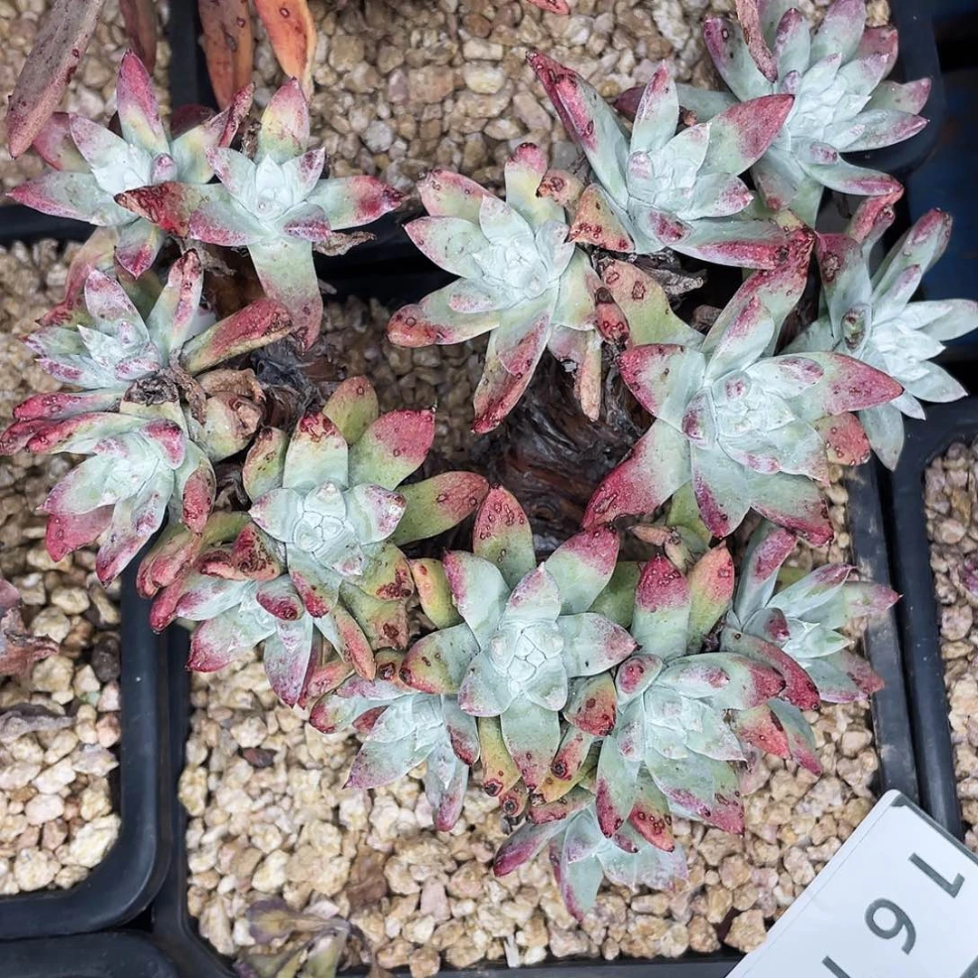 白姆老桩多头1613