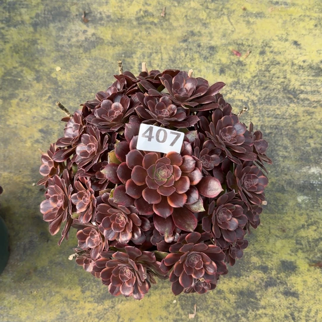 幸***恒407！恶魔之吻法师多肉植物