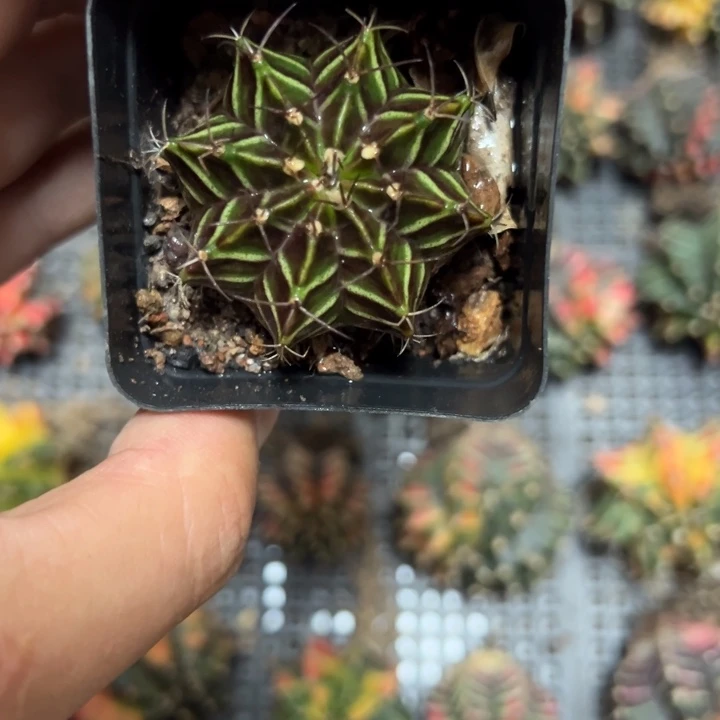 当前无花栽培后可以开花