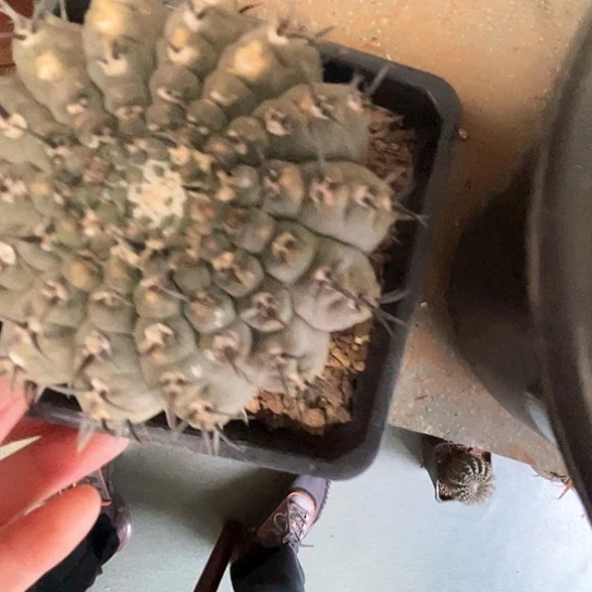 范*华凤头1个谢谢谢谢谢谢谢