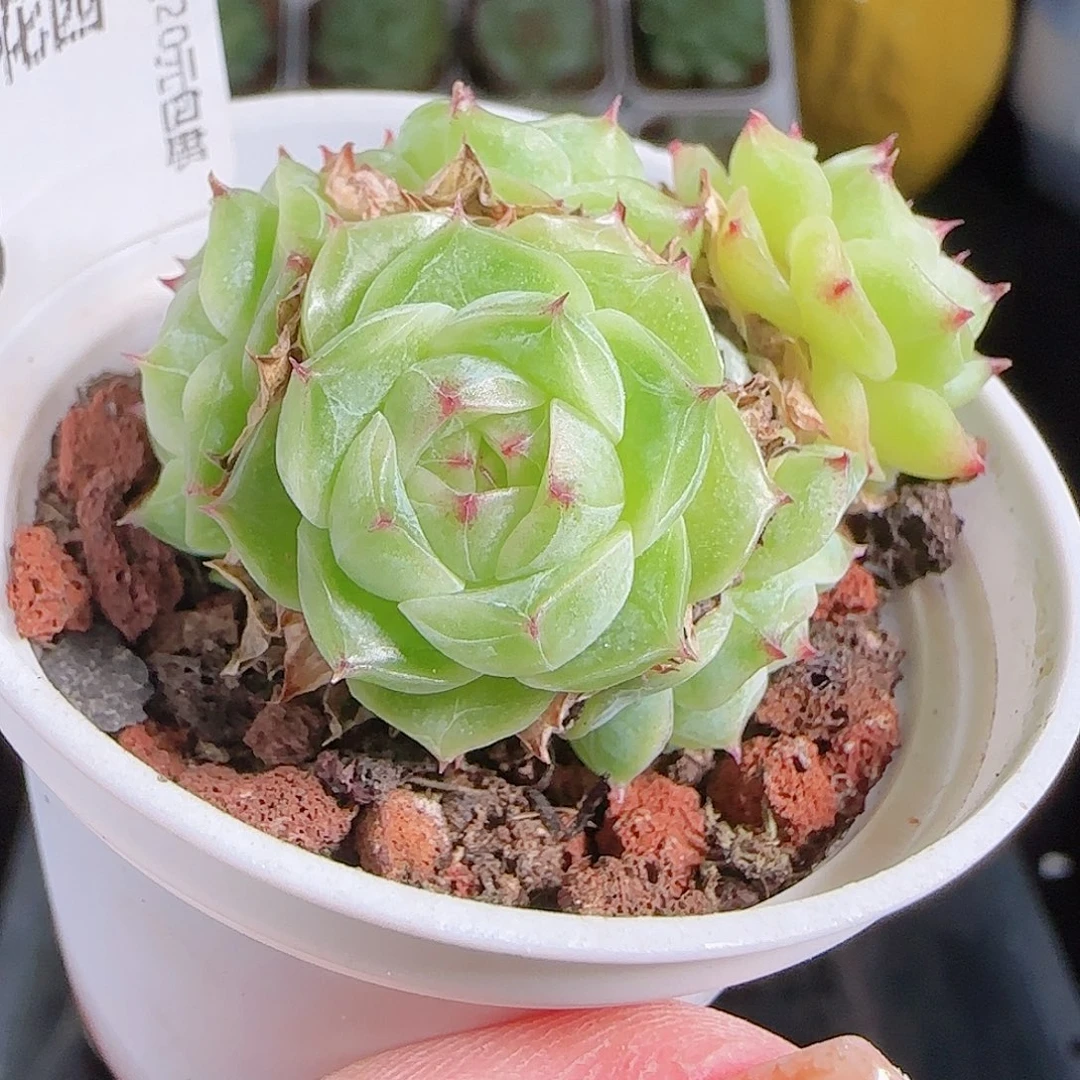 1006---83麦秆优选不包整