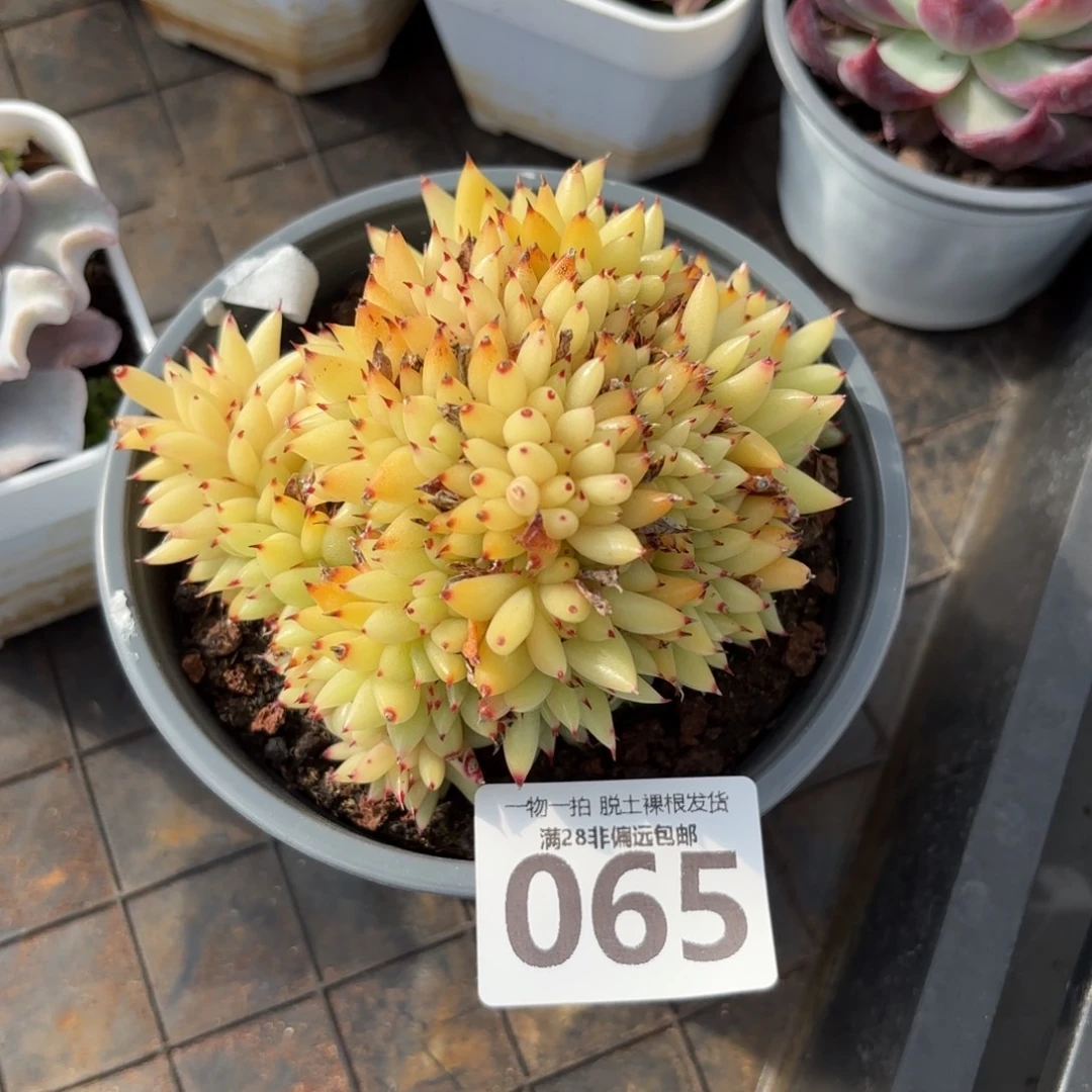 虎鲸缀无盆土发货