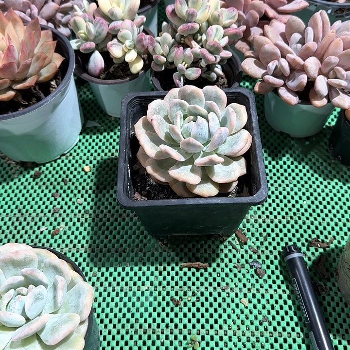 橙梦露锦多肉植物