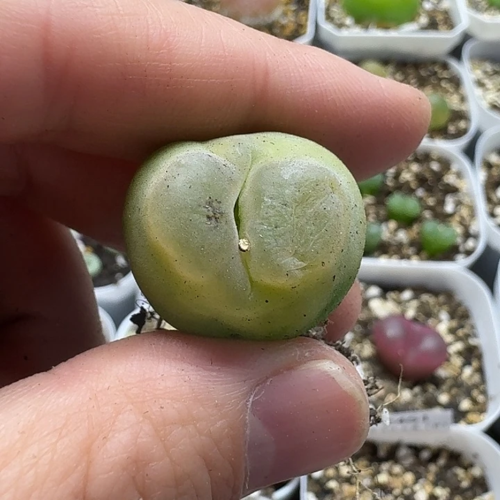 咕***咕老马生石花o泡2461