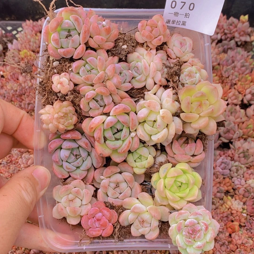 70多肉一物一拍链接