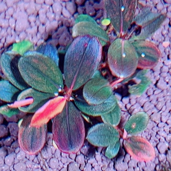 福利17号福利价植物一丛