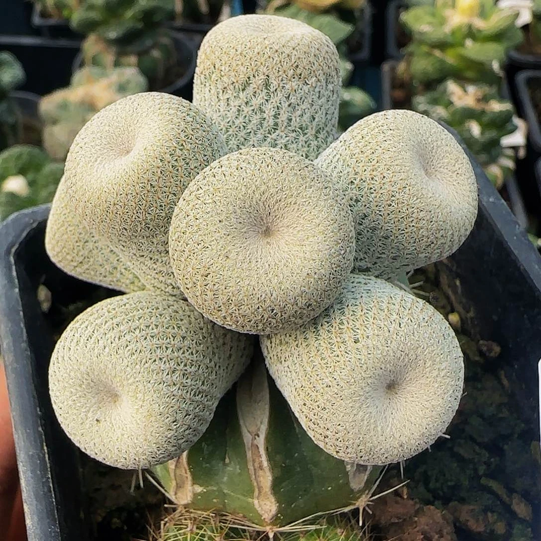 小人冒群头876仙人球