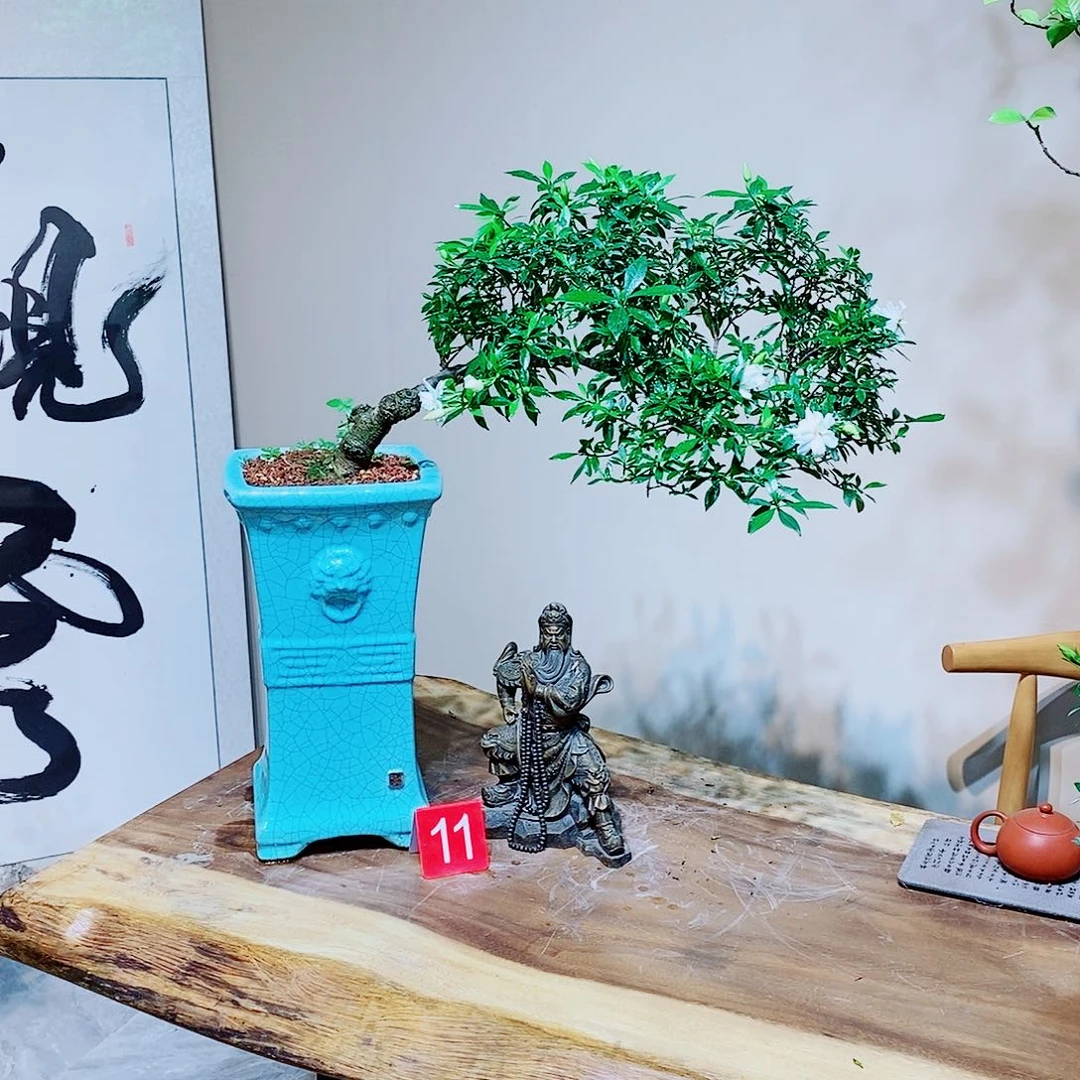 当前无花朵，栽培后可花朵江**明揽叶栀子花一物一拍