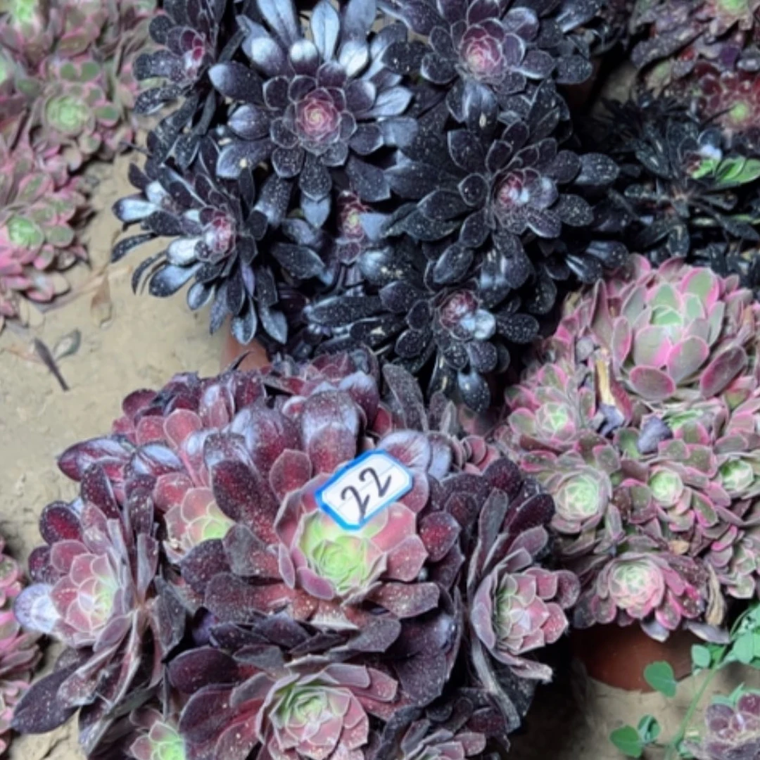 【闪购商品】茶**言多肉植物两个22