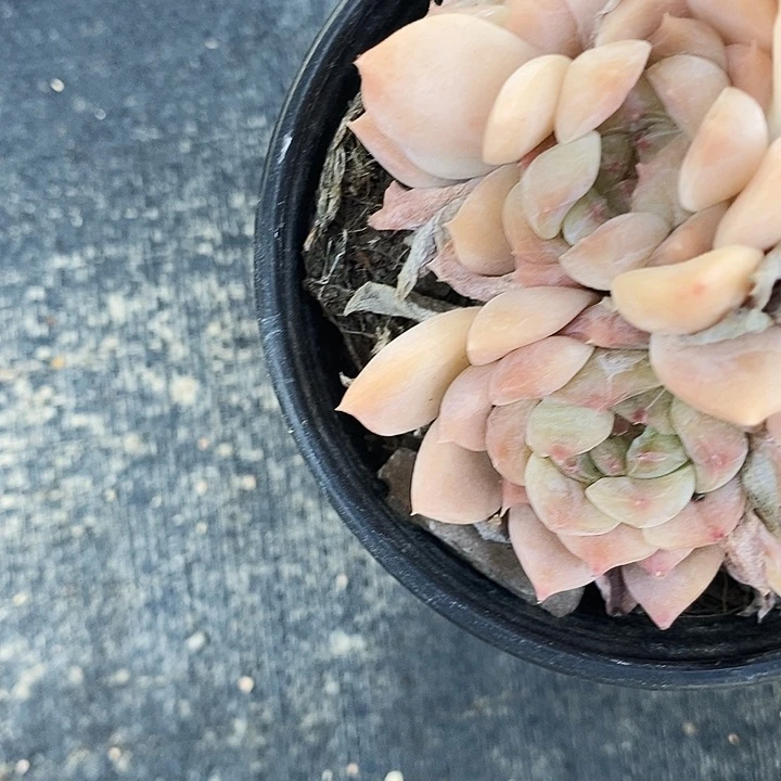 樱****o冰魄2467899000“m m